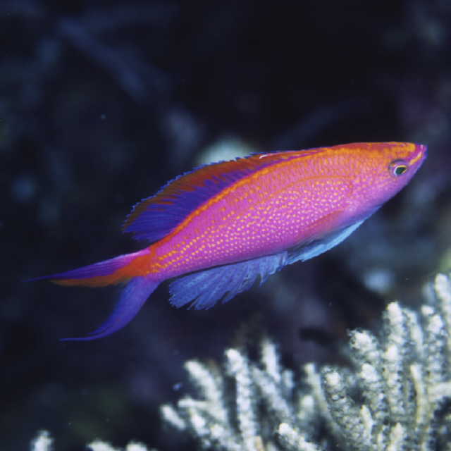 Pseudanthias smithvanizi